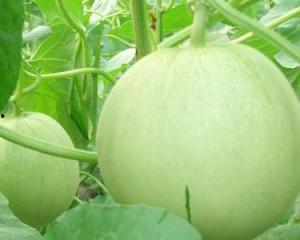 孕妇可以吃翠绿瓜,翠绿瓜助力母婴健康