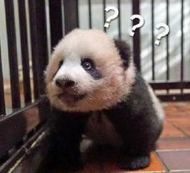 熊猫网红壁纸,萌动瞬间，治愈心灵