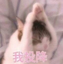 吃瓜女友表情包头像,解锁欢乐日常的神秘面纱