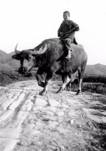 江西网红牧童,田园牧歌中的青春传奇