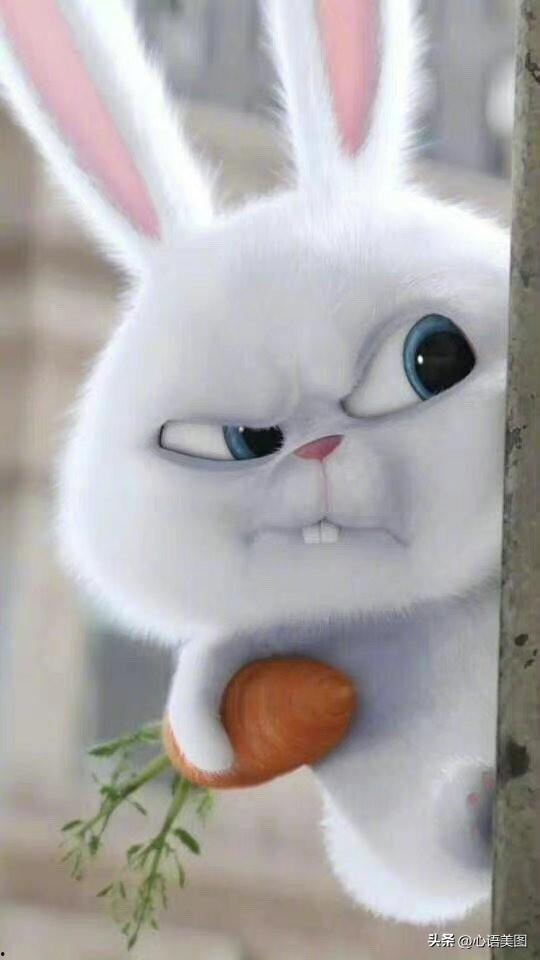 兔子吃哈密瓜文案,一场甜蜜的味蕾邂逅