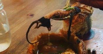 网红吃耗子仔,现场直播吃耗子仔引热议