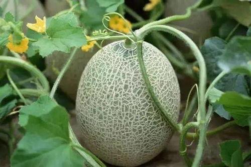 梦见在果园找瓜吃,果园寻瓜之旅