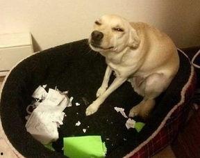 吃瓜小主人,吃瓜小主人的瓜田奇遇记