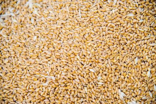 网红小麦价格多少,价格飙升背后的秘密解析