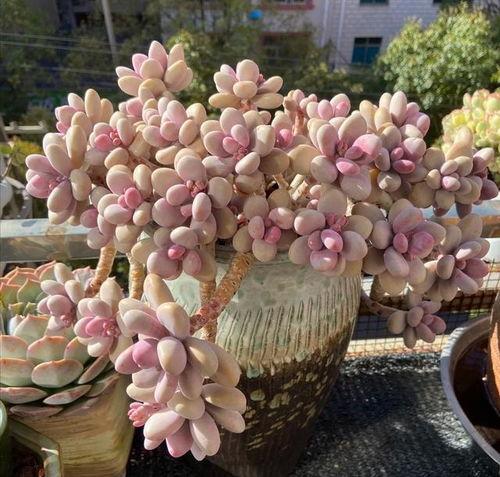 网红多肉大型品种,大型品种的缤纷世界