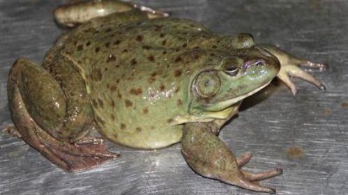 蛙蛙吃瓜,揭秘瓜界奇闻轶事